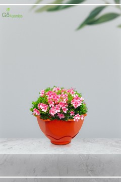 MONEY PLANT HANGING POT